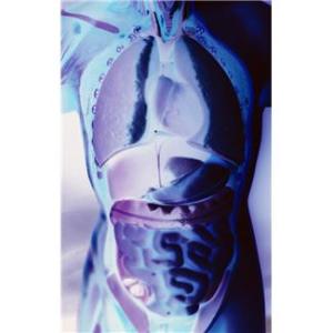 intestins flore intestinale obesite bacterie